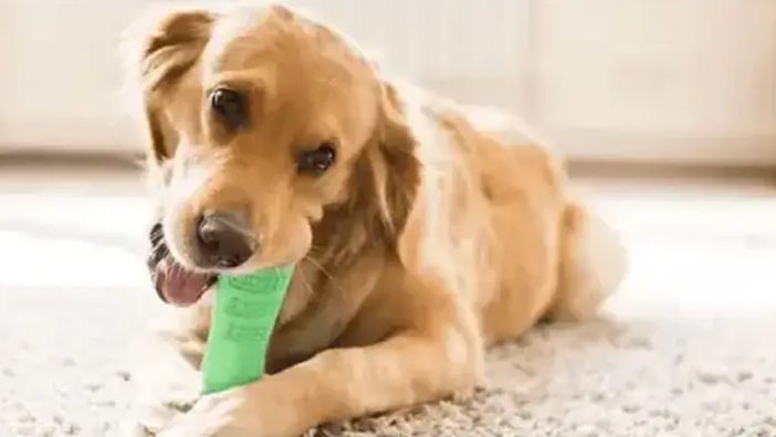 Жувальна іграшка - зубна щітка для собак Dog Chew Brush (S) 0688 фото