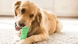Жувальна іграшка - зубна щітка для собак Dog Chew Brush (S) 0688 фото 8